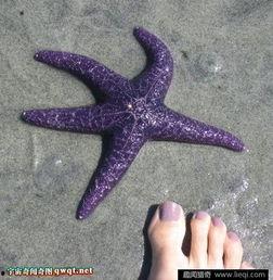 水中色 在线视频,揭秘水下世界的斑斓画卷